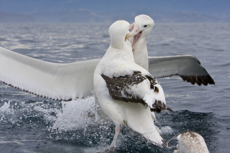 Wandering Albatross FIghting